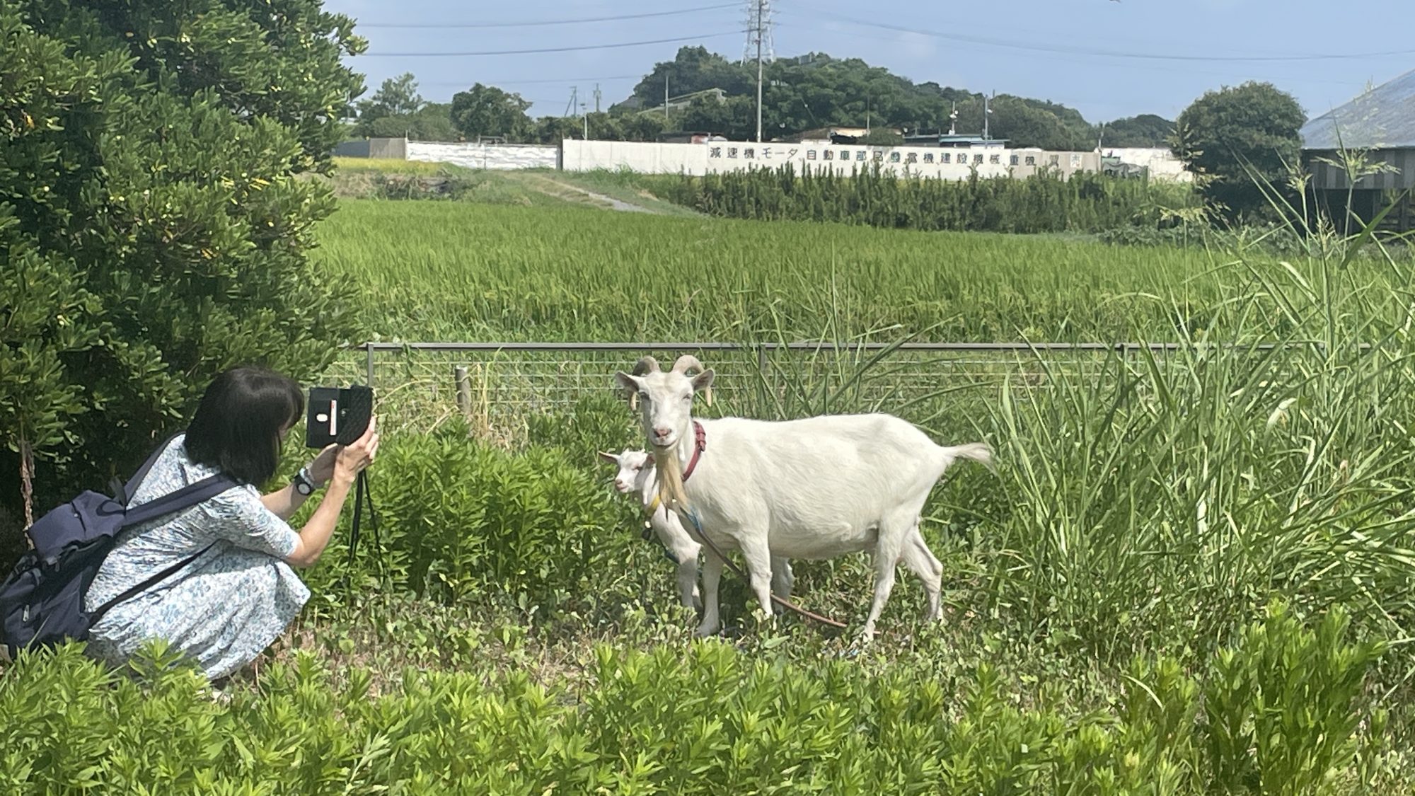 ヤギ